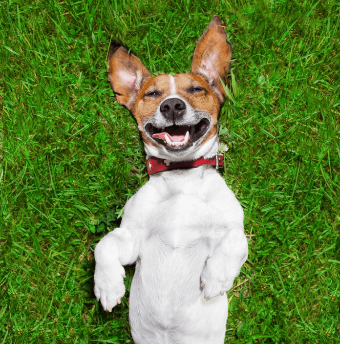 Gelukkige hond die op gras ligt met een blije uitdrukking, perfect voor het Ultra Harmonie Kit product.